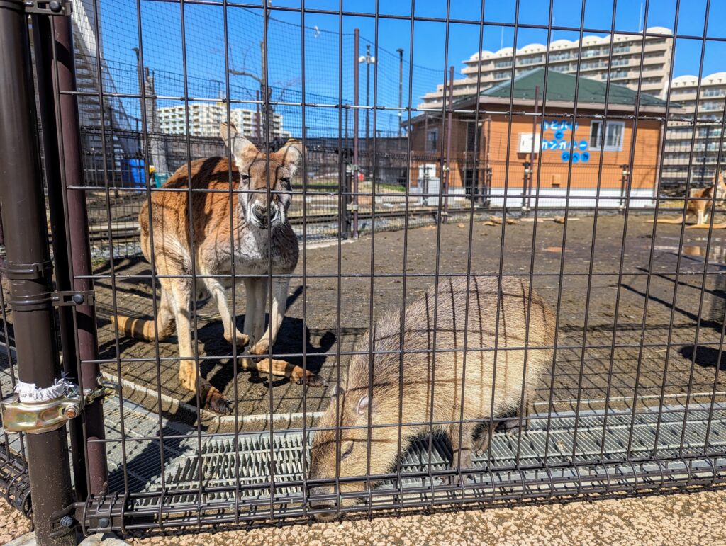 3歳児と「あらかわ遊園」で遊んできたレポ②【どうぶつ編】