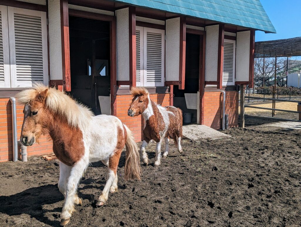 3歳児と「あらかわ遊園」で遊んできたレポ②【どうぶつ編】