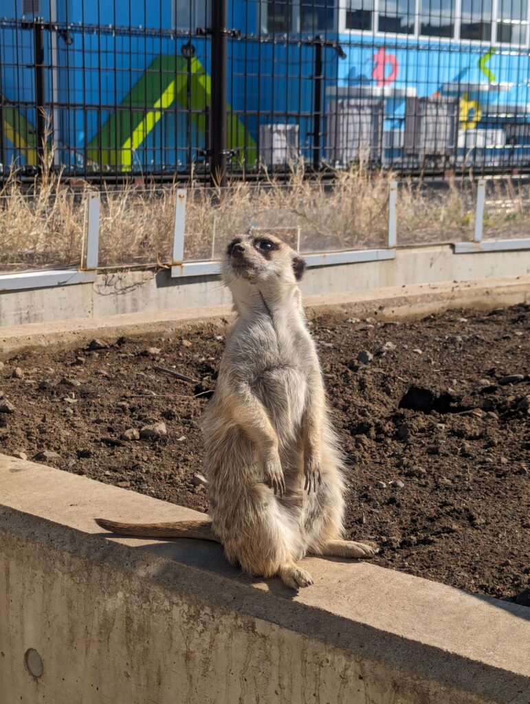 3歳児と「あらかわ遊園」で遊んできたレポ②【どうぶつ編】