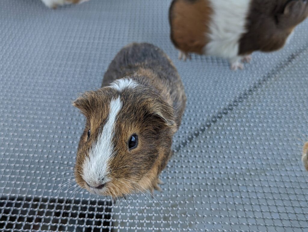 3歳児と「あらかわ遊園」で遊んできたレポ②【どうぶつ編】