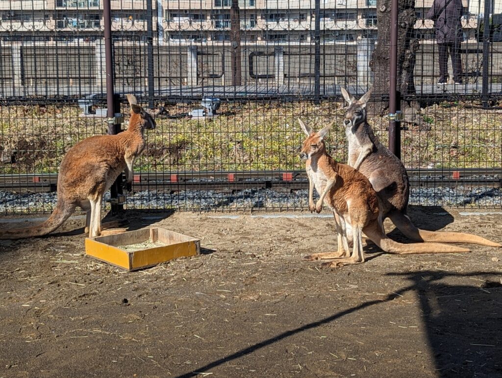 3歳児と「あらかわ遊園」で遊んできたレポ②【どうぶつ編】