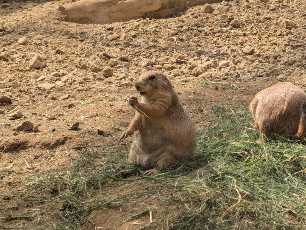 那須どうぶつ王国のプレーリードッグ