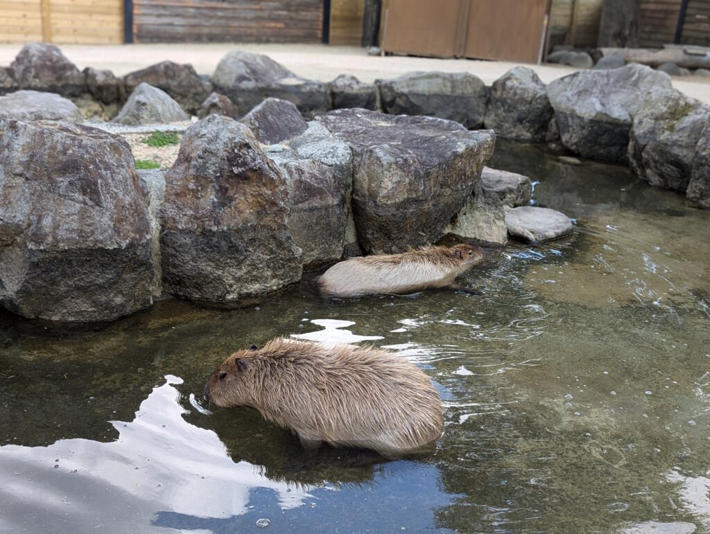 カピバラ