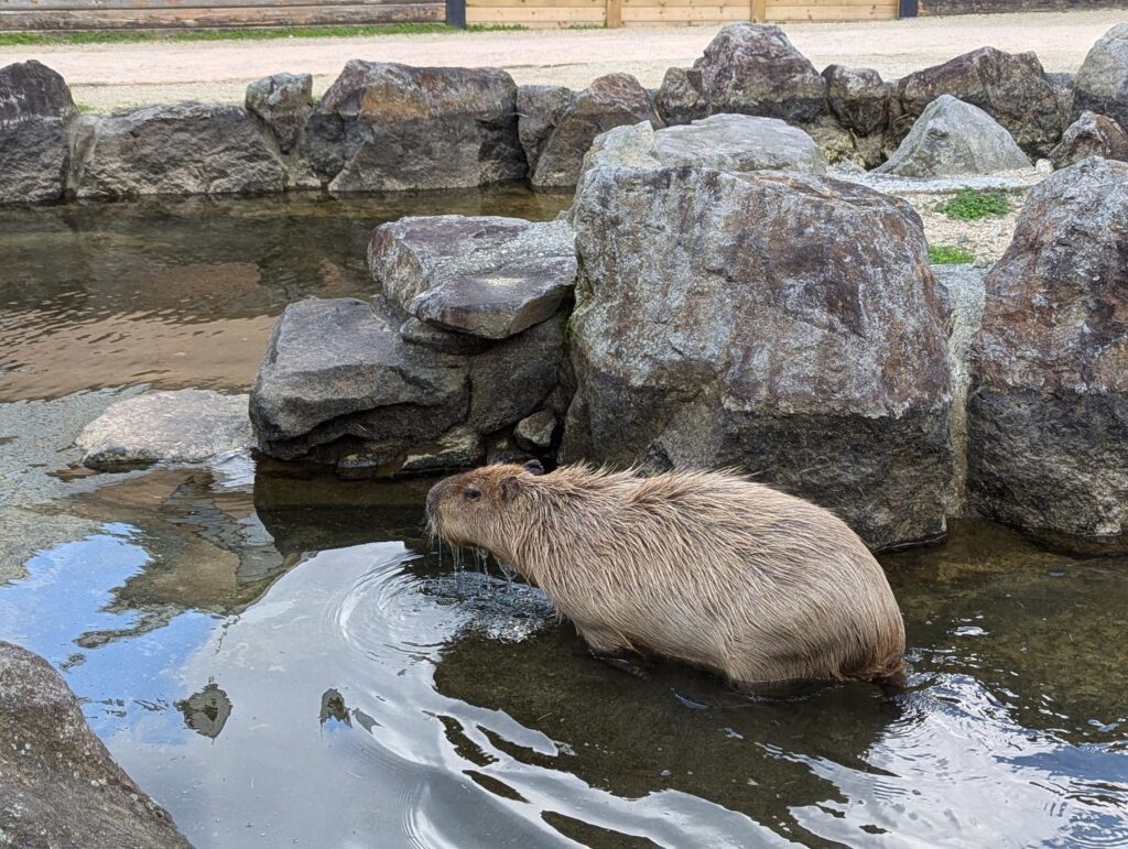 カピバラ