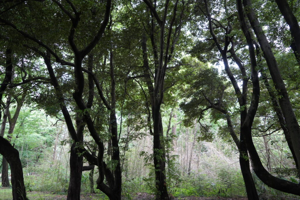 秋ヶ瀬公園