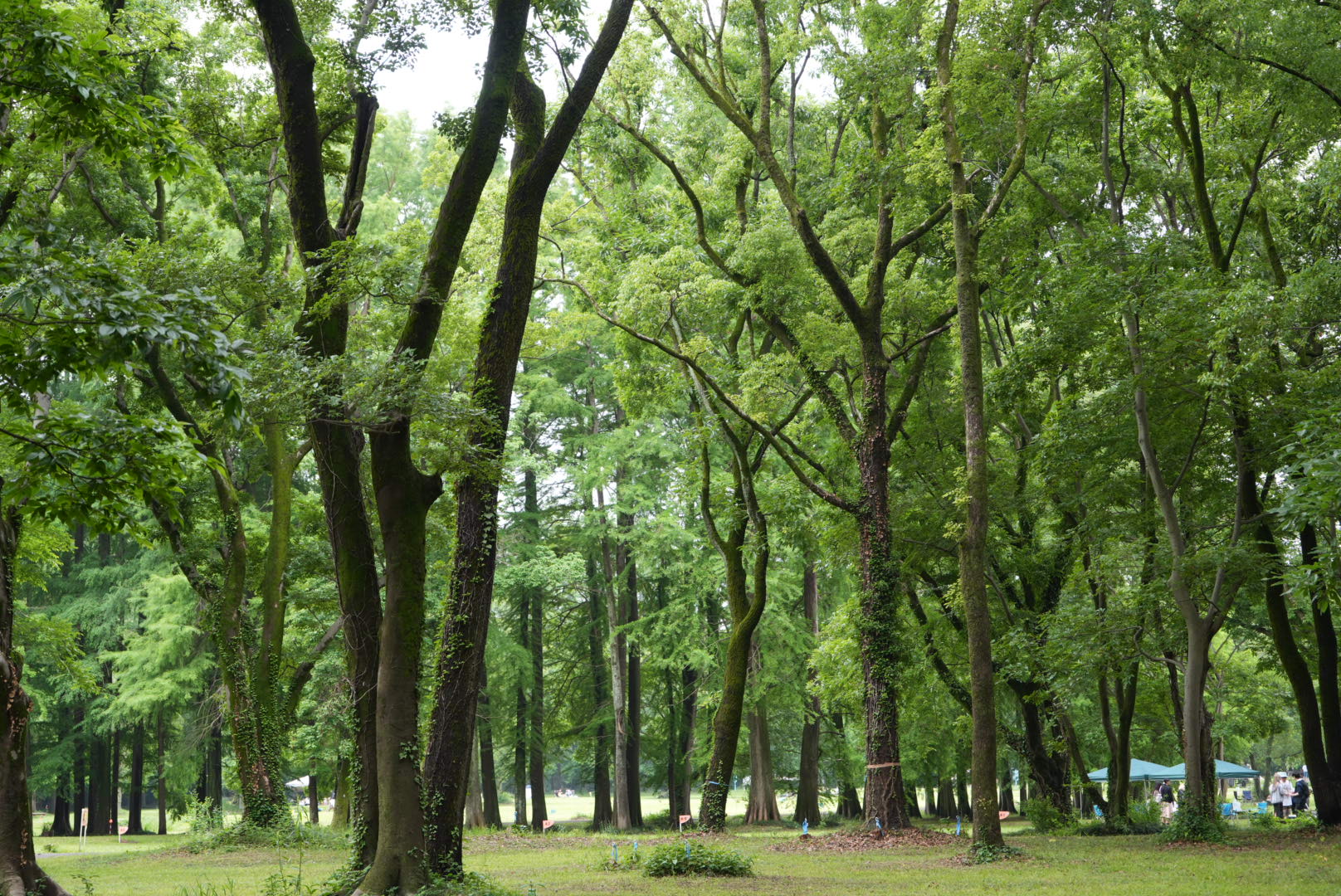 秋ヶ瀬公園