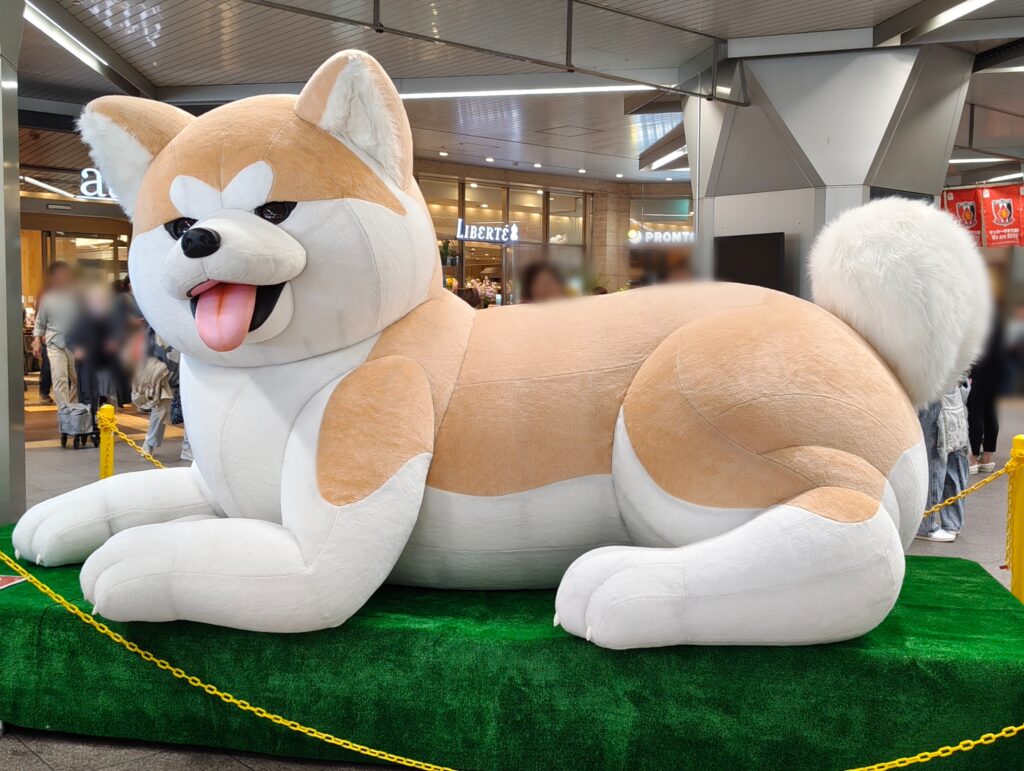デカ秋田犬