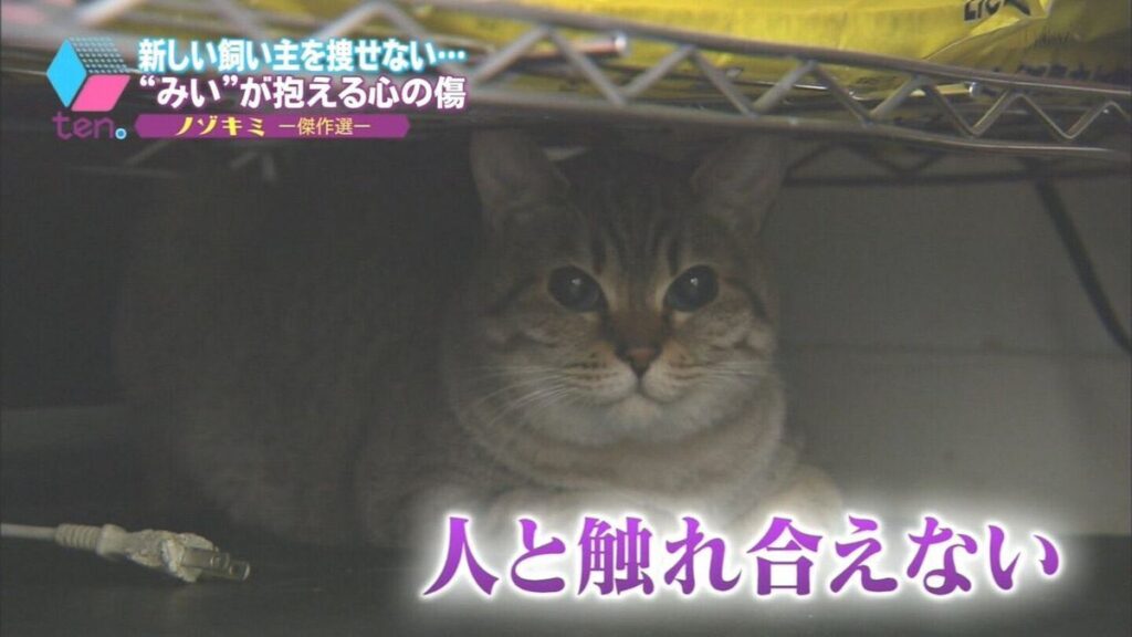 人とふれあえない猫